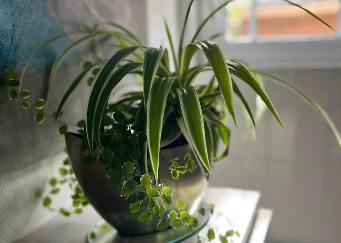 La Douce Angevine Angers